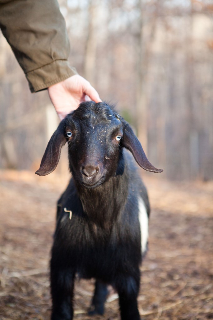 goats-014